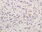 Growth Associated Protein 43 antibody, 250658, Abbiotec, Immunohistochemistry paraffin image 