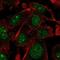 Aryl Hydrocarbon Receptor Nuclear Translocator Like 2 antibody, NBP2-32423, Novus Biologicals, Immunofluorescence image 