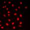 CAMP Responsive Element Binding Protein 1 antibody, orb213776, Biorbyt, Immunocytochemistry image 