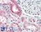 NADPH Oxidase 4 antibody, LS-B9416, Lifespan Biosciences, Immunohistochemistry paraffin image 