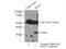 Mesoderm-specific transcript protein antibody, 11118-1-AP, Proteintech Group, Immunoprecipitation image 