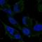 Rho GDP Dissociation Inhibitor Gamma antibody, HPA078260, Atlas Antibodies, Immunofluorescence image 