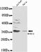 NFKB Inhibitor Alpha antibody, LS-C178359, Lifespan Biosciences, Western Blot image 