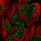Trophinin antibody, PA5-65776, Invitrogen Antibodies, Immunofluorescence image 