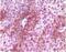 RAB25, Member RAS Oncogene Family antibody, 32-208, ProSci, Western Blot image 