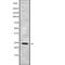 Claudin 20 antibody, abx149372, Abbexa, Western Blot image 