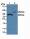 Matrix Metallopeptidase 7 antibody, MBS2014464, MyBioSource, Western Blot image 