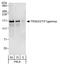 Tripartite Motif Containing 33 antibody, A301-058A, Bethyl Labs, Western Blot image 