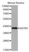 Somatostatin Receptor 5 antibody, abx002253, Abbexa, Western Blot image 