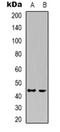 Cyclin Dependent Kinase 15 antibody, orb318953, Biorbyt, Western Blot image 
