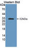 Nectin Cell Adhesion Molecule 4 antibody, LS-C373013, Lifespan Biosciences, Western Blot image 