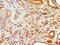 Flotillin 2 antibody, LS-C377485, Lifespan Biosciences, Immunohistochemistry paraffin image 