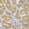 Fas Activated Serine/Threonine Kinase antibody, 22-673, ProSci, Immunohistochemistry frozen image 