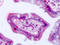 Bestrophin-4 antibody, TA316567, Origene, Immunohistochemistry paraffin image 