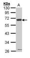 C-X-C Motif Chemokine Receptor 1 antibody, GTX100389, GeneTex, Western Blot image 