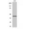 Olfactory Receptor Family 8 Subfamily S Member 1 antibody, LS-C385223, Lifespan Biosciences, Western Blot image 