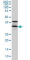Syntaxin 5 antibody, H00006811-M01, Novus Biologicals, Western Blot image 