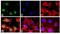 Mpf antibody, GTX13593, GeneTex, Immunocytochemistry image 