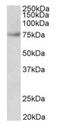 Far Upstream Element Binding Protein 1 antibody, orb12321, Biorbyt, Western Blot image 