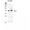 Carbonic Anhydrase 12 antibody, LS-C382372, Lifespan Biosciences, Western Blot image 