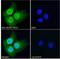 BCL6 Corepressor antibody, NB100-1280, Novus Biologicals, Immunofluorescence image 