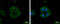E3 ubiquitin-protein ligase TRIM32 antibody, GTX113937, GeneTex, Immunofluorescence image 