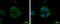 Tripartite Motif Containing 32 antibody, GTX113937, GeneTex, Immunofluorescence image 