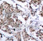 BCL2 Associated Agonist Of Cell Death antibody, AP0312, ABclonal Technology, Immunohistochemistry paraffin image 