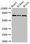 Oviduct-specific glycoprotein antibody, LS-C678916, Lifespan Biosciences, Western Blot image 