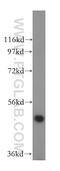 MIER Family Member 2 antibody, 17426-1-AP, Proteintech Group, Western Blot image 