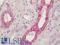Apolipoprotein L1 antibody, LS-B11247, Lifespan Biosciences, Immunohistochemistry frozen image 