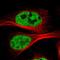Cell Division Cycle 5 Like antibody, HPA011361, Atlas Antibodies, Immunocytochemistry image 