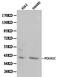 RNA Polymerase I And III Subunit C antibody, PA5-75615, Invitrogen Antibodies, Western Blot image 