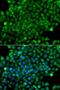 Chimerin 1 antibody, orb373635, Biorbyt, Immunofluorescence image 