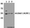 Solute Carrier Family 16 Member 5 antibody, GTX66607, GeneTex, Western Blot image 