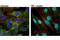 Nuclear Factor Kappa B Subunit 1 antibody, 13586S, Cell Signaling Technology, Immunocytochemistry image 