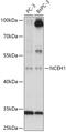 Neutral cholesterol ester hydrolase 1 antibody, 18-083, ProSci, Western Blot image 