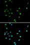 RUNX Family Transcription Factor 1 antibody, orb135180, Biorbyt, Immunofluorescence image 