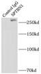 Spectrin Beta, Non-Erythrocytic 1 antibody, FNab08204, FineTest, Immunoprecipitation image 