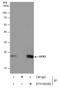 Glutathione Peroxidase 2 antibody, GTX100292, GeneTex, Immunoprecipitation image 