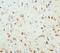 Nerve Growth Factor antibody, LS-C171795, Lifespan Biosciences, Immunohistochemistry frozen image 