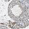 Nanos C2HC-Type Zinc Finger 2 antibody, NBP2-13638, Novus Biologicals, Immunohistochemistry frozen image 