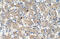 Tetraspanin 32 antibody, 30-213, ProSci, Immunohistochemistry paraffin image 