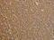 Nfm antibody, CSB-PA298176, Cusabio, Immunohistochemistry paraffin image 