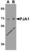 Praja Ring Finger Ubiquitin Ligase 1 antibody, 8069, ProSci, Western Blot image 