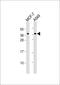 Chymase 1 antibody, M03446, Boster Biological Technology, Western Blot image 