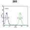 Chondroitin Sulfate N-Acetylgalactosaminyltransferase 2 antibody, abx034099, Abbexa, Western Blot image 