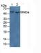 Myocilin antibody, LS-C295476, Lifespan Biosciences, Western Blot image 