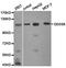 DExD/H-Box Helicase 58 antibody, orb136824, Biorbyt, Western Blot image 