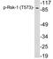 Ribosomal Protein S6 Kinase A1 antibody, LS-C291529, Lifespan Biosciences, Western Blot image 